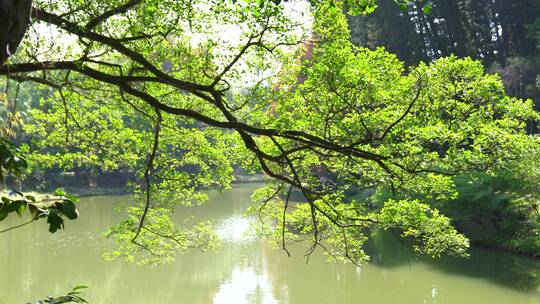 广州天河华南植物园树木阳光树叶杉树叶视频素材模板下载