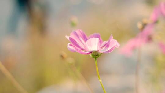 北京秋天公园里盛开的波斯菊花