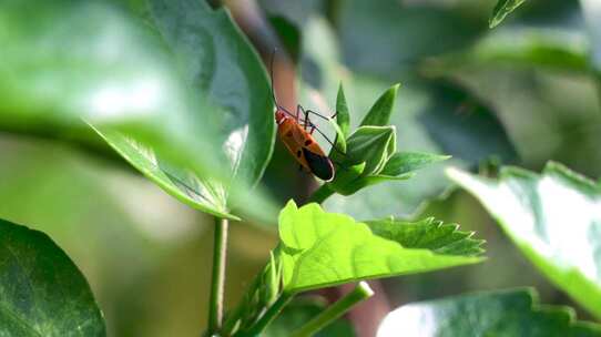 4K 昆虫 虫子 蜗牛 园林 植物