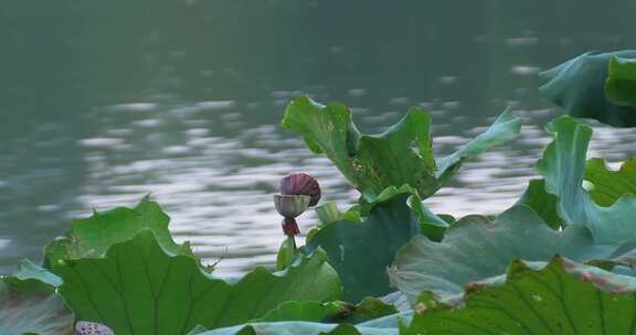 荷花池塘里的荷叶莲子