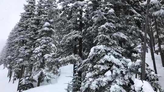 雪覆盖到树木上