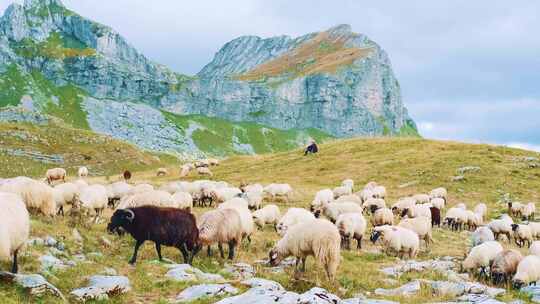一名老人正在山顶牧场放羊