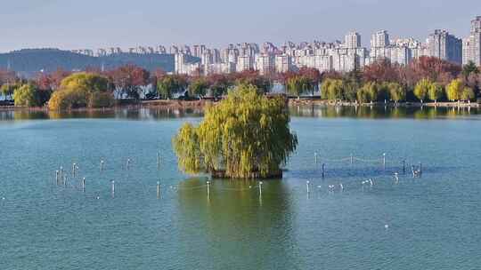 航拍深秋初冬徐州云龙湖风景区,红色水杉