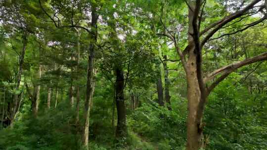 大自然 航拍绿色森林 天然氧吧 原始森林