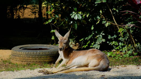 动物园袋鼠慵懒躺着晒太阳