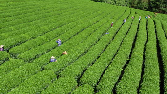 采茶人在茶地中采茶