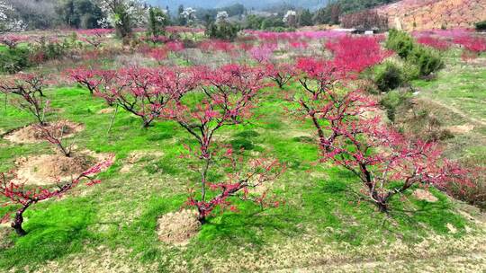 桃花树桃花林桃花山