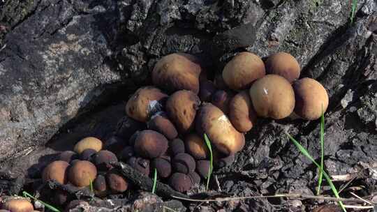 树林里的野生菌菇
