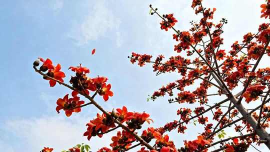 枝头盛开的木棉花