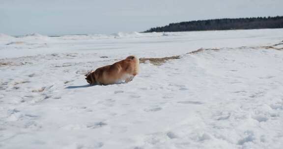 雪地上的柯基犬