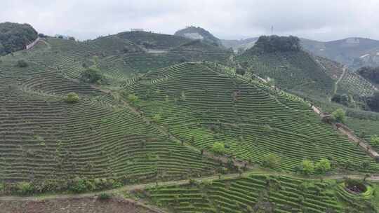 航拍绿色高山有机茶园