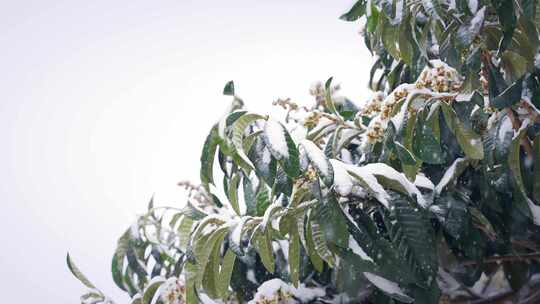 冬天下雪