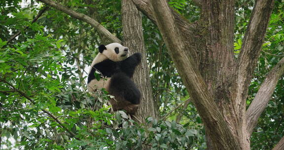 国宝大熊猫爬树