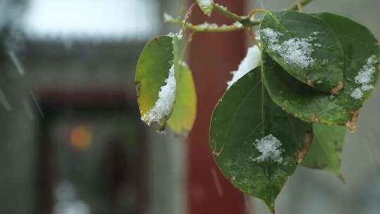 大雪 冬至 大寒　西安古建筑罔极寺