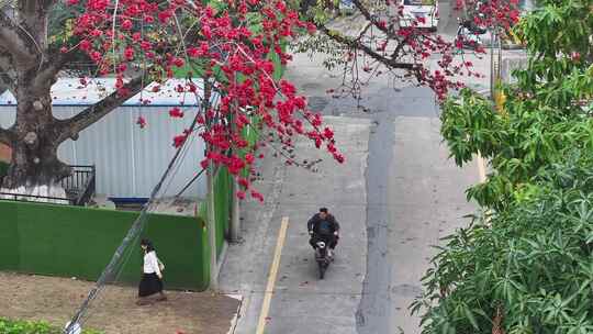 中国广东省佛山市南海区夏北河北书院木棉花