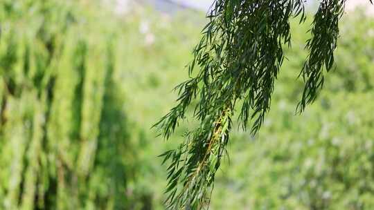 180帧慢动作夏天阳光下飘动的柳树叶