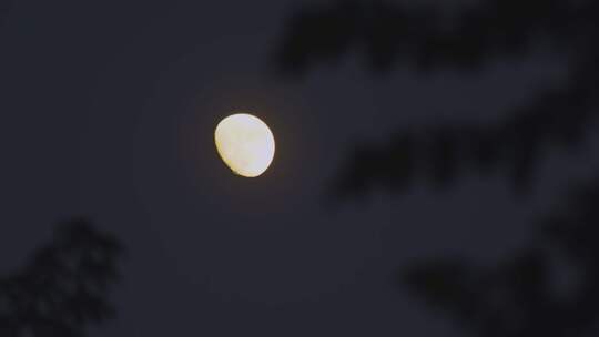 傍晚树梢上的月亮上弦月