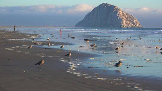 加州中部海岸的海鸥