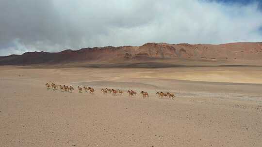 阿里地区藏野驴群