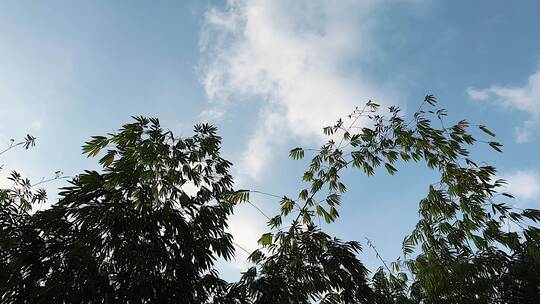 天空下的树枝