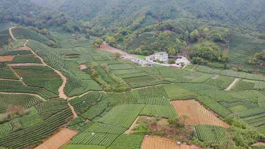 杭州西湖龙井茶园龙坞茶园航拍