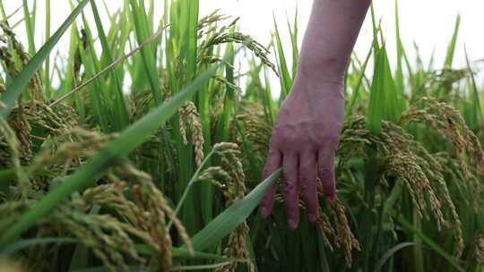 用手抚摸稻田里成熟的稻穗