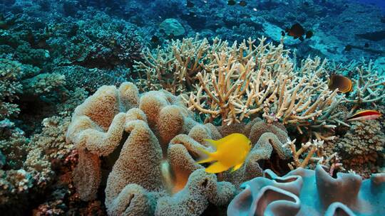 超丰富的海底世界小鱼鱼群珊瑚水母大屏风景