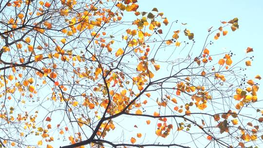 秋天蓝天背景的红色乌桕树叶