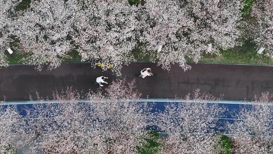 俯拍杭州滨江樱花大道市民休闲生活