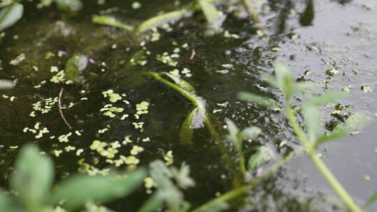 公园池塘水草