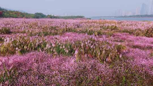 湘江边芦苇