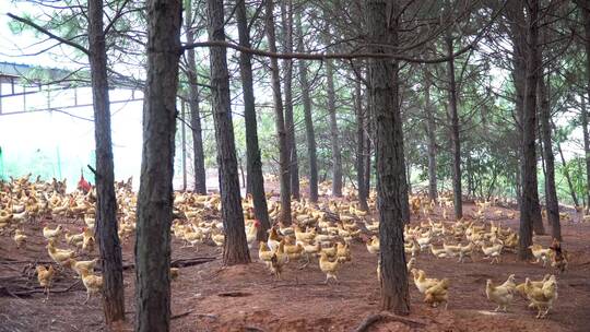 乡村散养鸡场山林放养鸡视频素材模板下载