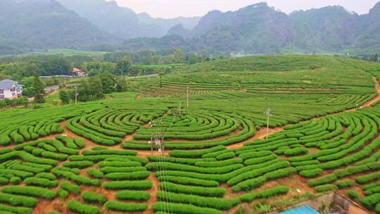 武夷山拇指茶园