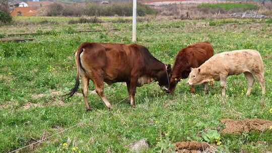 放牛养牛吃草实拍