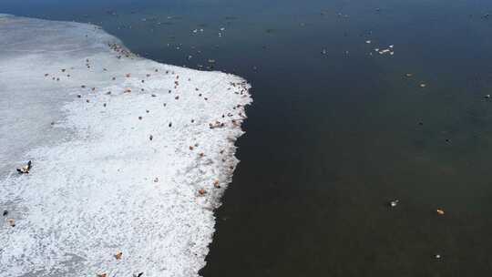 青海青海湖冬季湖面鸟群航拍视频