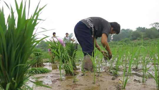 插秧 农耕 劳作 栽秧 水稻种植视频素材模板下载