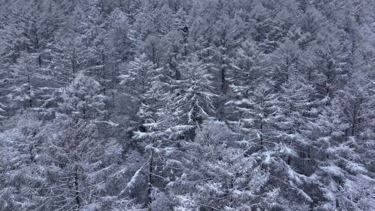 航拍东北下暴雪林海雪原威虎山