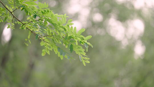 夏日树叶被风吹动逆光