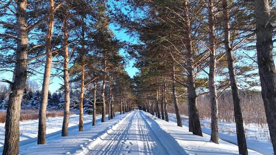 通向林海雪原的雪路