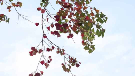 乌桕树-红叶-秋景