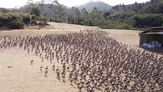 清远黑棕鹅养殖基地航拍素材4K直出