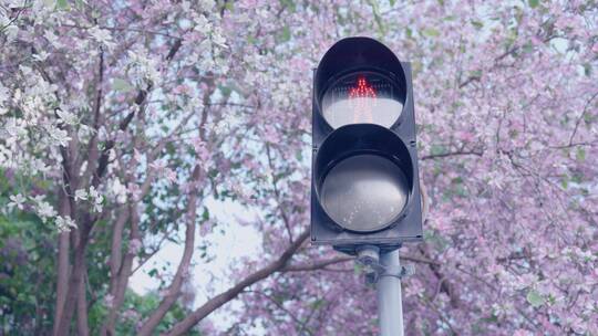 广州春天街道，阳光下的宫粉紫荆4k视频