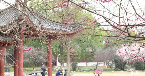 武汉东湖梅园梅花