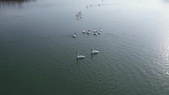 青海贵德天鹅湖水鸟湖面航拍视频