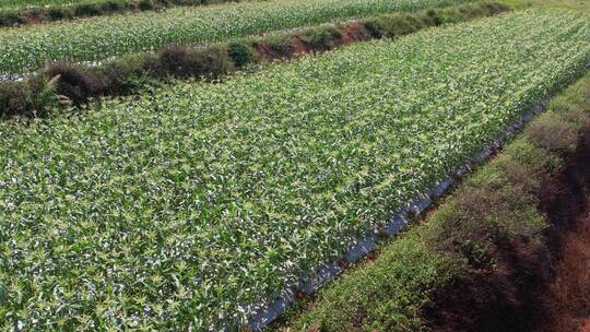 农业生产玉米地航拍