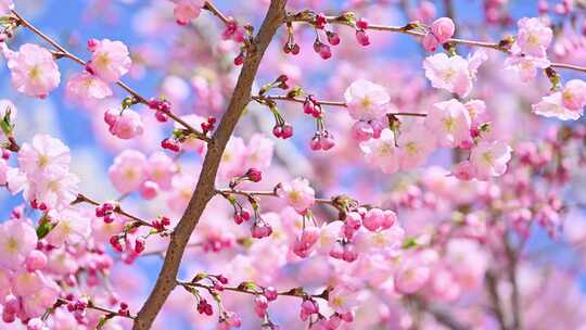 春天阳光下盛开的粉色樱花特写樱花树视频素材模板下载