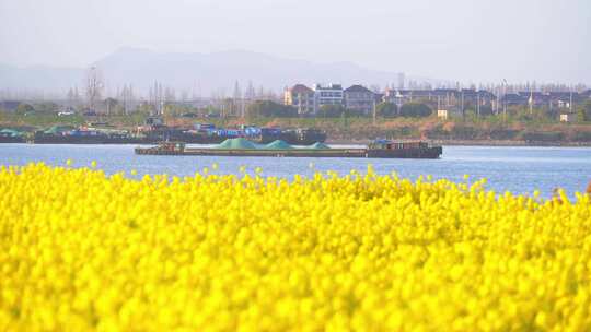 杭州富阳富春江江畔春天油菜花风景