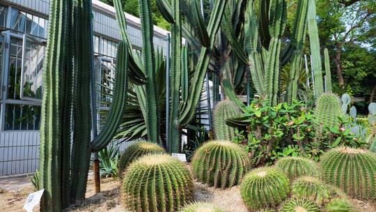 沙漠植物沙生植物仙人掌仙人球