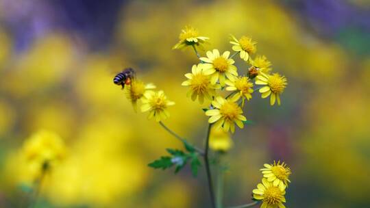 升格实拍秋天绽放的野菊花和采蜜的蜜蜂视频素材模板下载