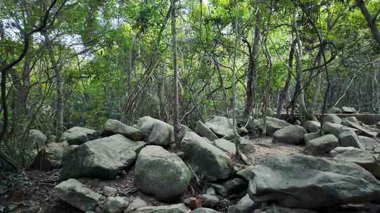 山林树木石头堆